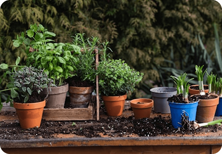 Plant Caree
